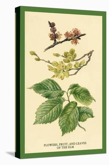 Flowers, Fruits and Leaves of the Elm-W.h.j. Boot-Stretched Canvas