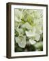 Flowers, Goa, India-R H Productions-Framed Photographic Print