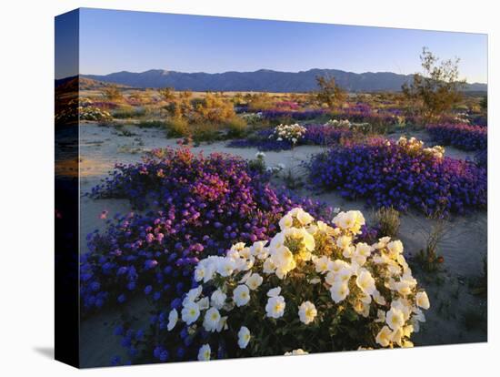 Flowers Growing on Desert, Anza Borrego Desert State Park, California, USA-Adam Jones-Stretched Canvas