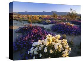 Flowers Growing on Desert, Anza Borrego Desert State Park, California, USA-Adam Jones-Stretched Canvas