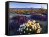 Flowers Growing on Desert, Anza Borrego Desert State Park, California, USA-Adam Jones-Framed Stretched Canvas