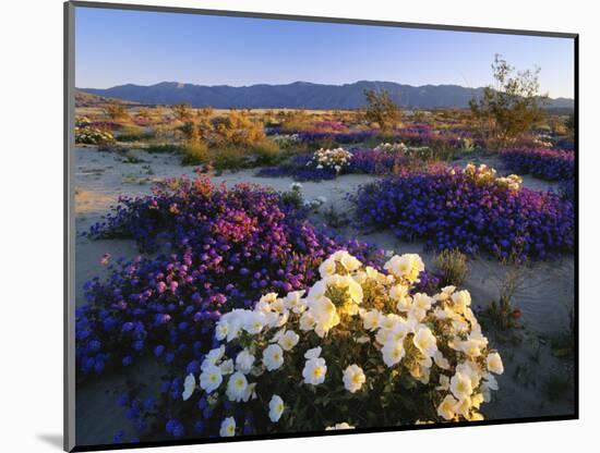 Flowers Growing on Desert, Anza Borrego Desert State Park, California, USA-Adam Jones-Mounted Photographic Print