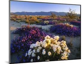 Flowers Growing on Desert, Anza Borrego Desert State Park, California, USA-Adam Jones-Mounted Photographic Print