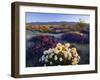 Flowers Growing on Desert, Anza Borrego Desert State Park, California, USA-Adam Jones-Framed Photographic Print