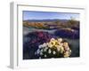 Flowers Growing on Desert, Anza Borrego Desert State Park, California, USA-Adam Jones-Framed Photographic Print