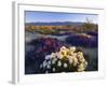 Flowers Growing on Desert, Anza Borrego Desert State Park, California, USA-Adam Jones-Framed Photographic Print