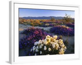 Flowers Growing on Desert, Anza Borrego Desert State Park, California, USA-Adam Jones-Framed Photographic Print