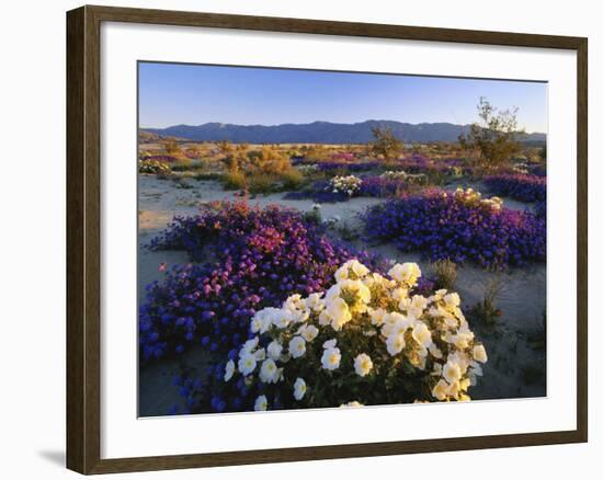 Flowers Growing on Desert, Anza Borrego Desert State Park, California, USA-Adam Jones-Framed Photographic Print