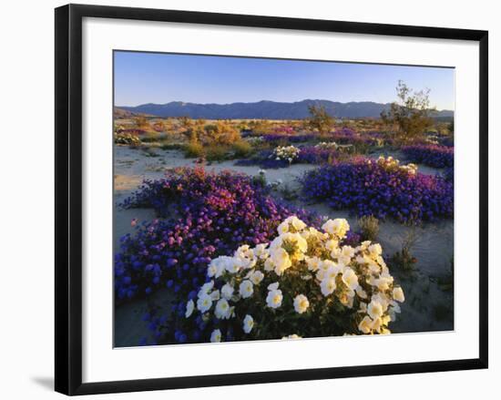 Flowers Growing on Desert, Anza Borrego Desert State Park, California, USA-Adam Jones-Framed Photographic Print