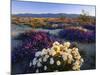 Flowers Growing on Desert, Anza Borrego Desert State Park, California, USA-Adam Jones-Mounted Photographic Print