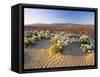 Flowers Growing on Desert, Anza Borrego Desert State Park, California, USA-Adam Jones-Framed Stretched Canvas