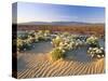 Flowers Growing on Desert, Anza Borrego Desert State Park, California, USA-Adam Jones-Stretched Canvas