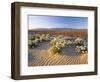 Flowers Growing on Desert, Anza Borrego Desert State Park, California, USA-Adam Jones-Framed Photographic Print