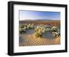 Flowers Growing on Desert, Anza Borrego Desert State Park, California, USA-Adam Jones-Framed Photographic Print