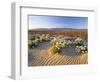 Flowers Growing on Desert, Anza Borrego Desert State Park, California, USA-Adam Jones-Framed Photographic Print