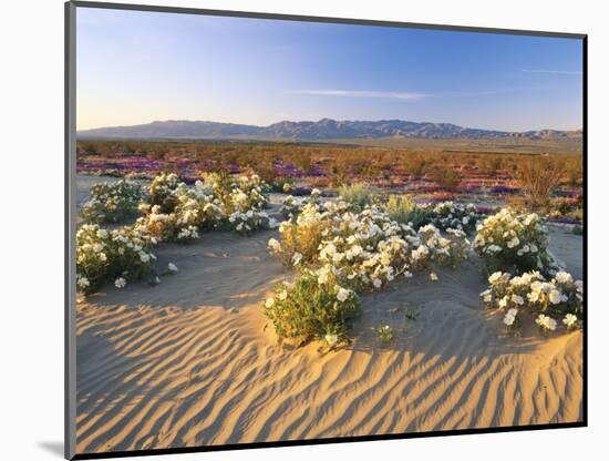 Flowers Growing on Desert, Anza Borrego Desert State Park, California, USA-Adam Jones-Mounted Photographic Print