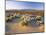 Flowers Growing on Desert, Anza Borrego Desert State Park, California, USA-Adam Jones-Mounted Photographic Print