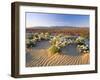 Flowers Growing on Desert, Anza Borrego Desert State Park, California, USA-Adam Jones-Framed Photographic Print