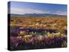 Flowers Growing on Desert Landscape, Sonoran Desert, Anza Borrego Desert State Park, California, US-Adam Jones-Stretched Canvas