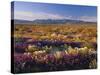 Flowers Growing on Desert Landscape, Sonoran Desert, Anza Borrego Desert State Park, California, US-Adam Jones-Stretched Canvas