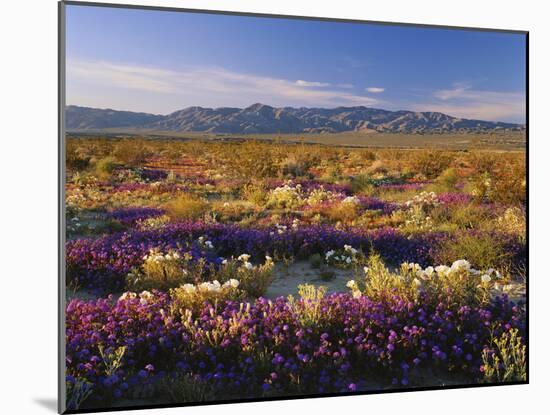 Flowers Growing on Desert Landscape, Sonoran Desert, Anza Borrego Desert State Park, California, US-Adam Jones-Mounted Photographic Print