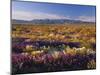 Flowers Growing on Desert Landscape, Sonoran Desert, Anza Borrego Desert State Park, California, US-Adam Jones-Mounted Photographic Print