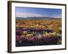 Flowers Growing on Desert Landscape, Sonoran Desert, Anza Borrego Desert State Park, California, US-Adam Jones-Framed Photographic Print