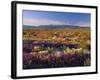 Flowers Growing on Desert Landscape, Sonoran Desert, Anza Borrego Desert State Park, California, US-Adam Jones-Framed Photographic Print