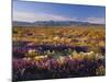 Flowers Growing on Desert Landscape, Sonoran Desert, Anza Borrego Desert State Park, California, US-Adam Jones-Mounted Photographic Print