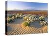 Flowers Growing on Dessert Landscape, Sonoran Desert, Anza Borrego Desert State Park, California-Adam Jones-Stretched Canvas