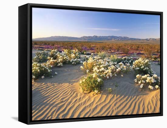 Flowers Growing on Dessert Landscape, Sonoran Desert, Anza Borrego Desert State Park, California-Adam Jones-Framed Stretched Canvas