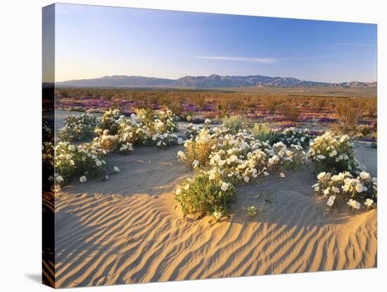 Flowers Growing on Dessert Landscape, Sonoran Desert, Anza Borrego Desert State Park, California-Adam Jones-Stretched Canvas