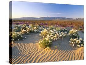 Flowers Growing on Dessert Landscape, Sonoran Desert, Anza Borrego Desert State Park, California-Adam Jones-Stretched Canvas