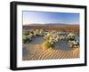 Flowers Growing on Dessert Landscape, Sonoran Desert, Anza Borrego Desert State Park, California-Adam Jones-Framed Photographic Print