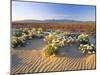 Flowers Growing on Dessert Landscape, Sonoran Desert, Anza Borrego Desert State Park, California-Adam Jones-Mounted Photographic Print