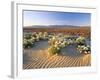 Flowers Growing on Dessert Landscape, Sonoran Desert, Anza Borrego Desert State Park, California-Adam Jones-Framed Photographic Print