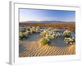 Flowers Growing on Dessert Landscape, Sonoran Desert, Anza Borrego Desert State Park, California-Adam Jones-Framed Photographic Print