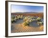 Flowers Growing on Dessert Landscape, Sonoran Desert, Anza Borrego Desert State Park, California-Adam Jones-Framed Photographic Print