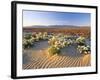 Flowers Growing on Dessert Landscape, Sonoran Desert, Anza Borrego Desert State Park, California-Adam Jones-Framed Photographic Print