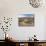 Flowers Growing on Dessert Landscape, Sonoran Desert, Anza Borrego Desert State Park, California-Adam Jones-Mounted Photographic Print displayed on a wall