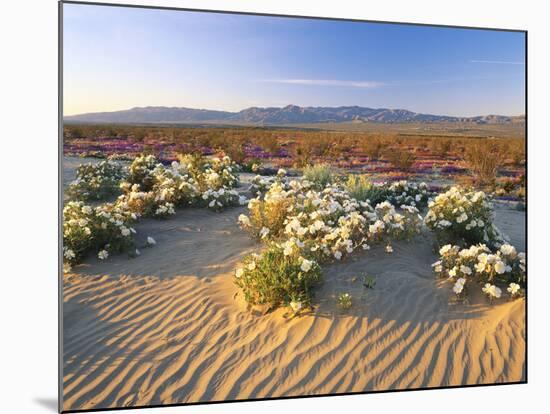 Flowers Growing on Dessert Landscape, Sonoran Desert, Anza Borrego Desert State Park, California-Adam Jones-Mounted Photographic Print