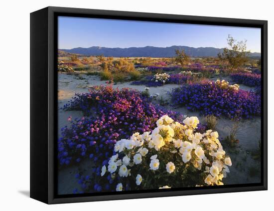 Flowers Growing on Dessert Landscape, Sonoran Desert, Anza Borrego Desert State Park, California-Adam Jones-Framed Stretched Canvas