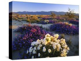 Flowers Growing on Dessert Landscape, Sonoran Desert, Anza Borrego Desert State Park, California-Adam Jones-Stretched Canvas