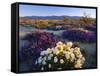 Flowers Growing on Dessert Landscape, Sonoran Desert, Anza Borrego Desert State Park, California-Adam Jones-Framed Stretched Canvas