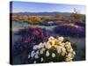 Flowers Growing on Dessert Landscape, Sonoran Desert, Anza Borrego Desert State Park, California-Adam Jones-Stretched Canvas