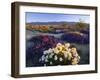 Flowers Growing on Dessert Landscape, Sonoran Desert, Anza Borrego Desert State Park, California-Adam Jones-Framed Photographic Print