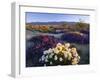 Flowers Growing on Dessert Landscape, Sonoran Desert, Anza Borrego Desert State Park, California-Adam Jones-Framed Photographic Print