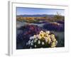 Flowers Growing on Dessert Landscape, Sonoran Desert, Anza Borrego Desert State Park, California-Adam Jones-Framed Photographic Print