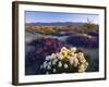 Flowers Growing on Dessert Landscape, Sonoran Desert, Anza Borrego Desert State Park, California-Adam Jones-Framed Photographic Print