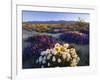 Flowers Growing on Dessert Landscape, Sonoran Desert, Anza Borrego Desert State Park, California-Adam Jones-Framed Photographic Print